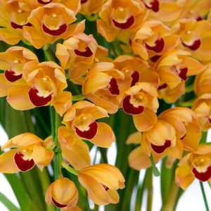 Cymbidium Orchid get a quote