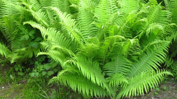 Athyrium filix femima 'Cristatum' - Crested Lady Fern - - Image 2