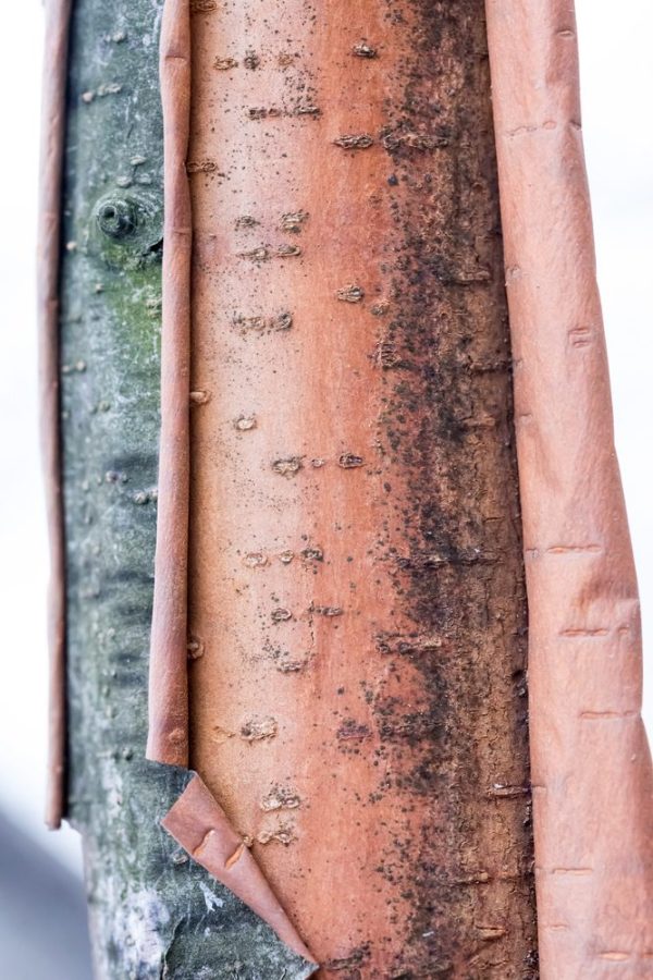 Betula papyyrifera var. kenaica - Canoe Birch - Paper Birch - White Birch - Birch - - Image 2