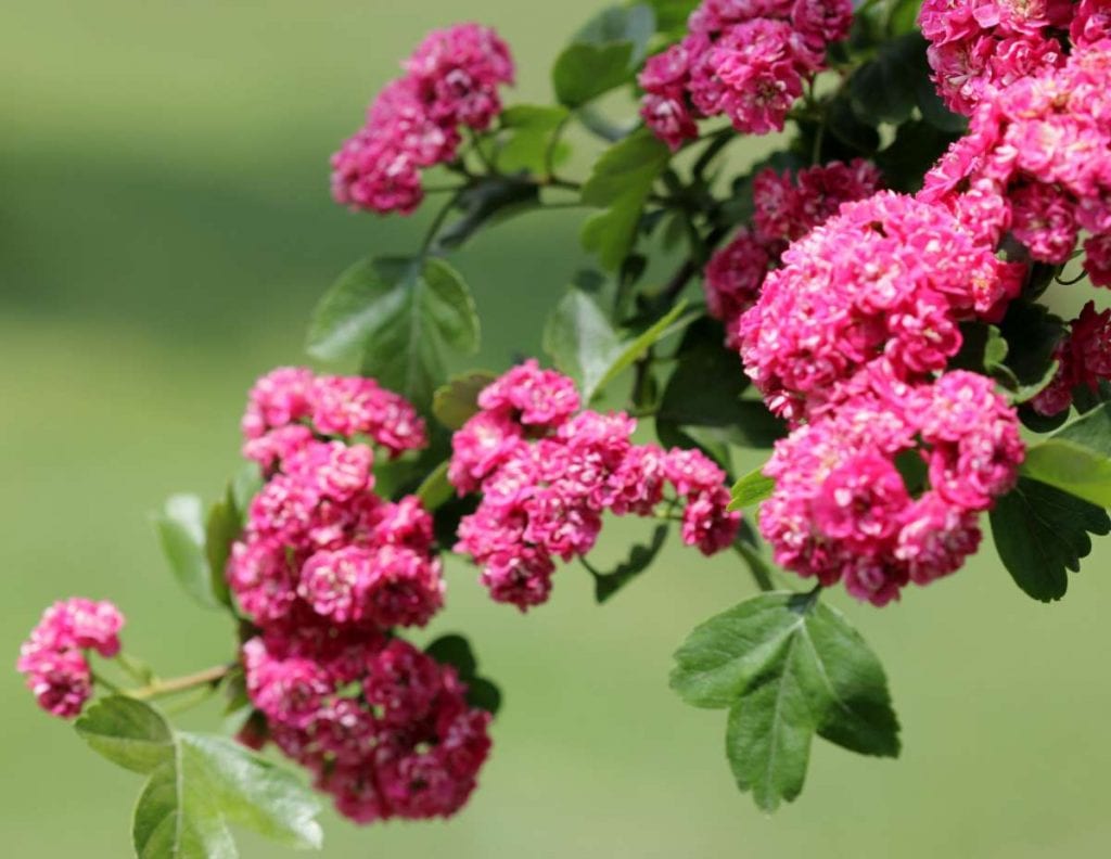 Crataegus laevigata 'Paul's Scarlet' - Crataegus laevigata 'Coccinea ...