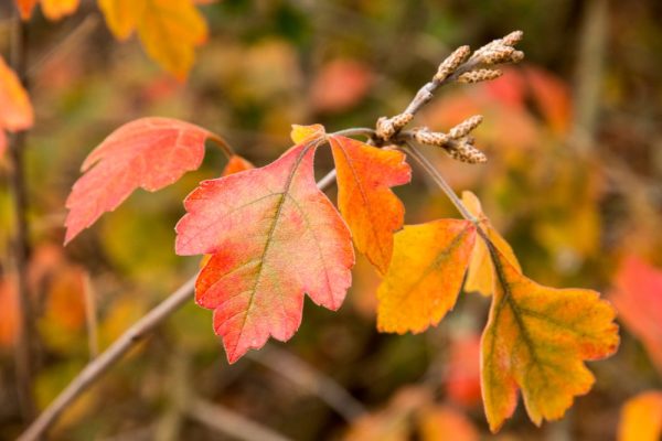 Rhus aromatica - Fragrant Sumac - Lemon Sumac - Polecat Bush - - Image 2